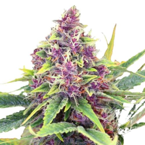 STRNG Seeds – Blueberry Kush