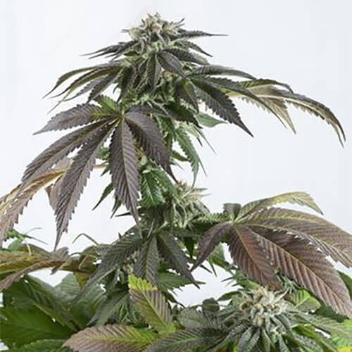 STRNG Seeds – Bubba Kush Auto