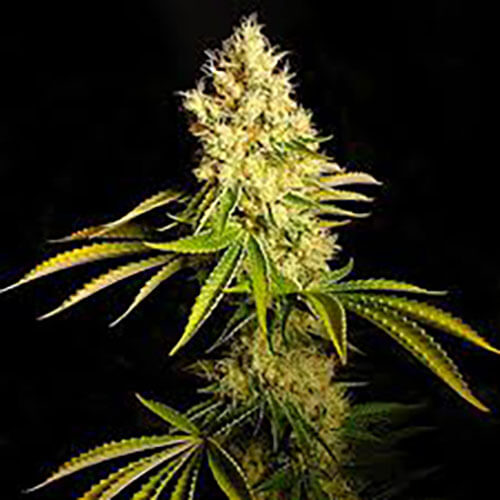 STRNG Seeds – Chemdawg Auto