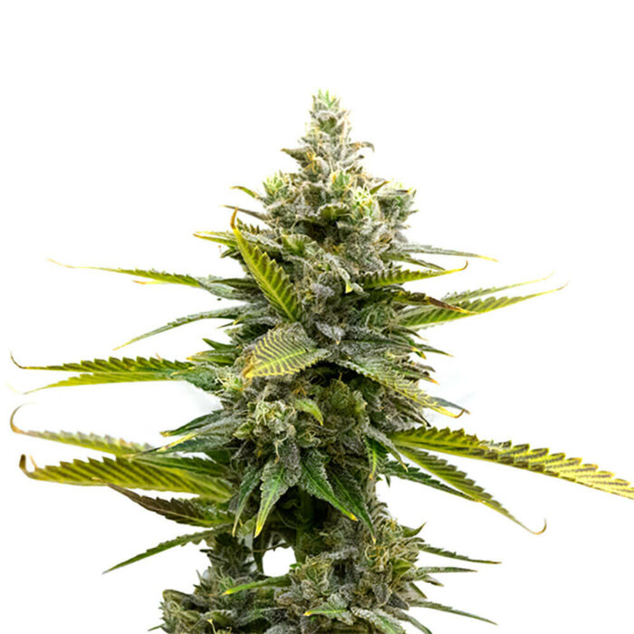 STRNG Seeds – Critical Mass