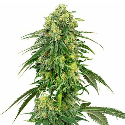 STRNG Seeds – Deadhead OG