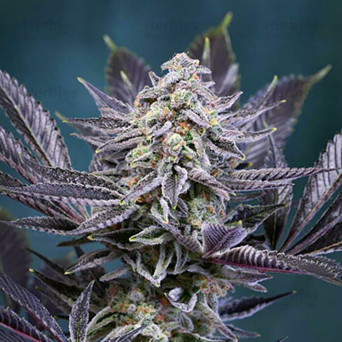 STRNG Seeds – Deep Purple