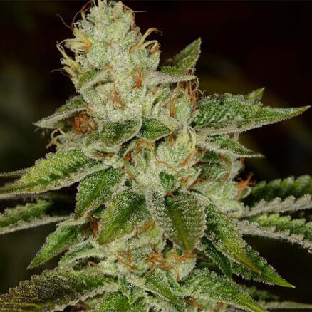 STRNG Seeds – Fire OG Auto