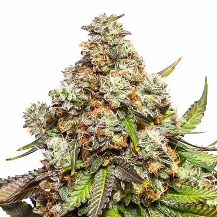 STRNG Seeds – Fruity Pebbles