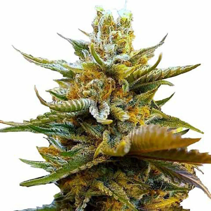 STRNG Seeds – G13