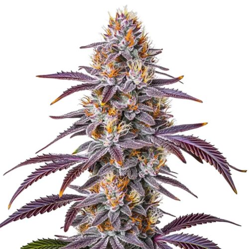 STRNG Seeds – Gelato 33