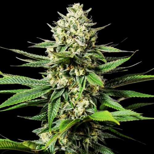 STRNG Seeds – Ghost OG