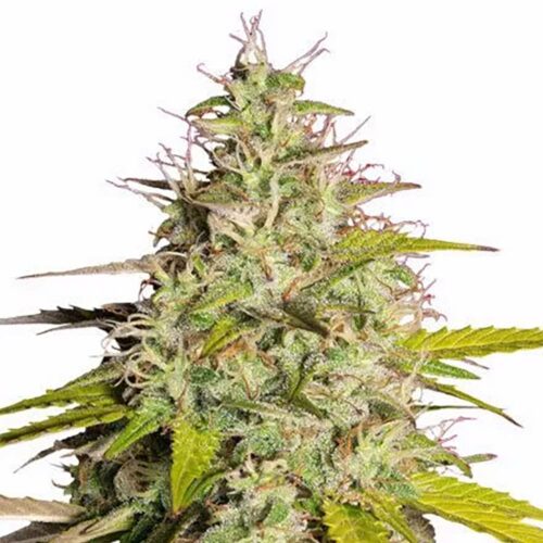 STRNG Seeds – Girl Scout Cookies