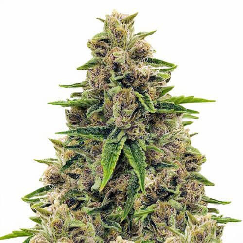 STRNG Seeds – Godfather OG Auto