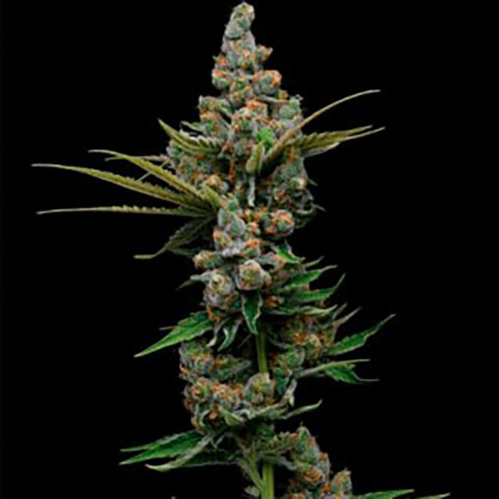 STRNG Seeds – Golden Pineapple