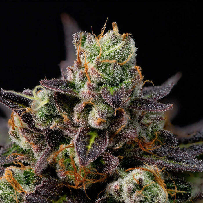 STRNG Seeds – Granddaddy Purple