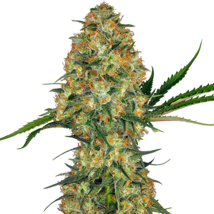 STRNG Seeds – Hindu Kush