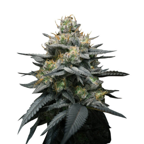 STRNG Seeds – Kush Mint