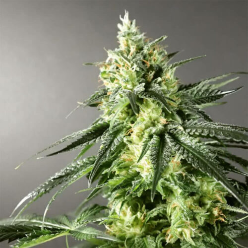 STRNG Seeds – Larry OG