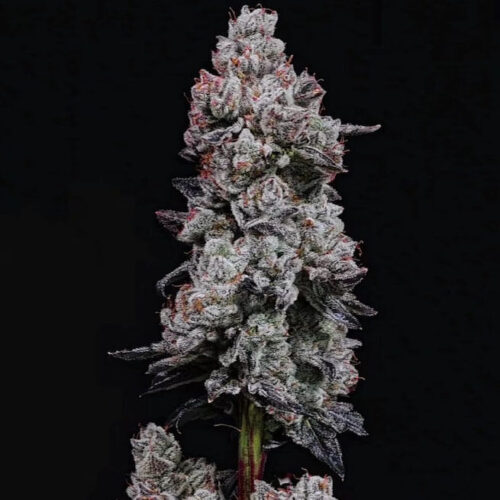 STRNG Seeds – Lemon Cherry Gelato