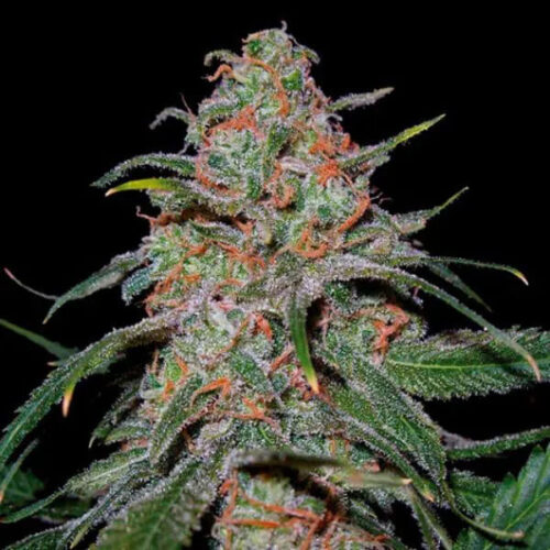 STRNG Seeds – Lemon Skunk