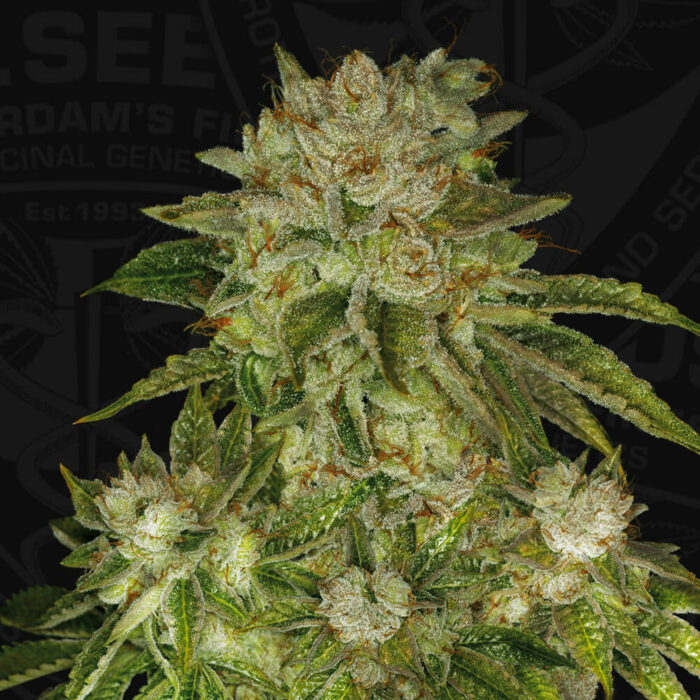 STRNG Seeds – MK Ultra