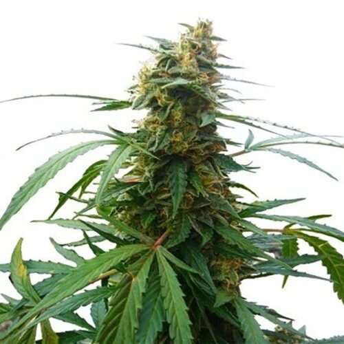 STRNG Seeds – Mandarine 47