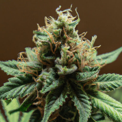 STRNG Seeds – Mango Kush