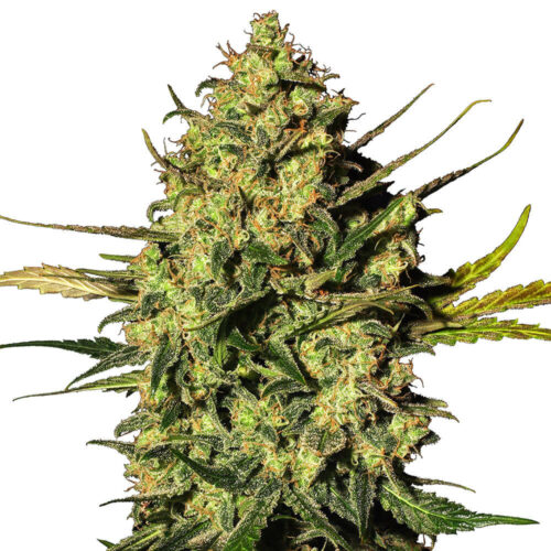 STRNG Seeds – Master Kush