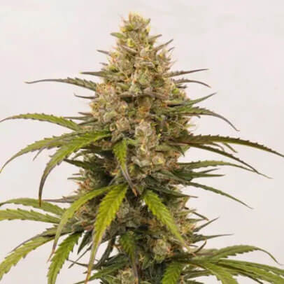 STRNG Seeds – Melonade Auto