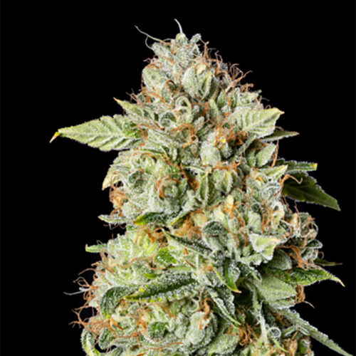 STRNG Seeds – OG Kush