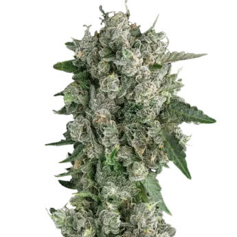 STRNG Seeds – Peanut Butter Breath Auto