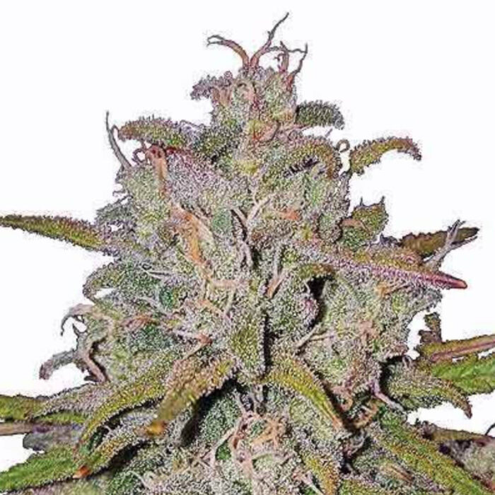 STRNG Seeds – Pink Runtz