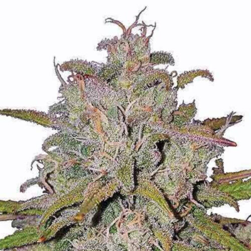 STRNG Seeds – Pink Runtz Auto