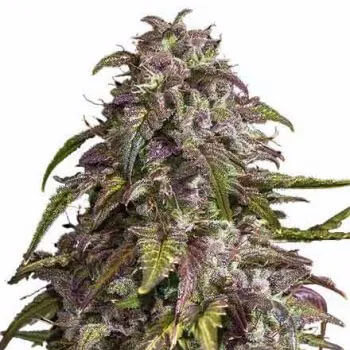 STRNG Seeds – Purple Haze Auto