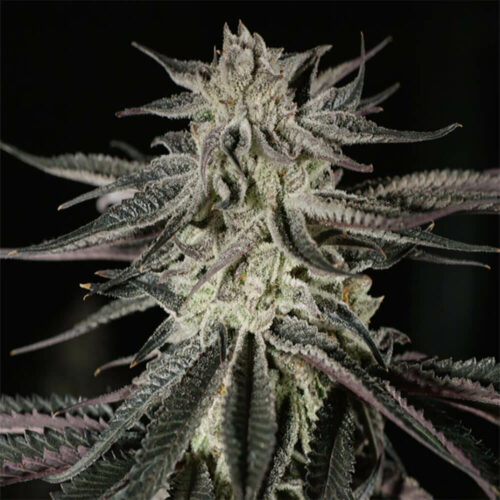 STRNG Seeds – Purple Kush