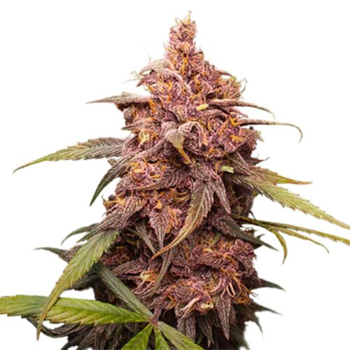 STRNG Seeds – Purple Punch