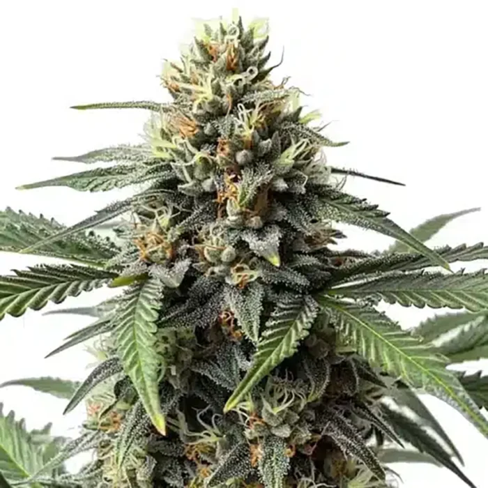 STRNG Seeds – Queen Bee