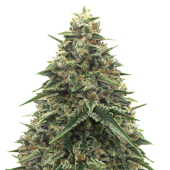 STRNG Seeds – Shiatsu Kush