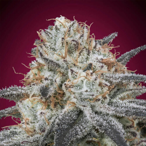 STRNG Seeds – Slurricane Auto