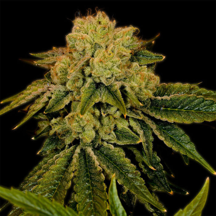 STRNG Seeds – Space Cake Auto