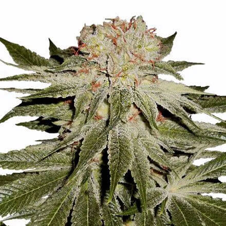 STRNG Seeds – Stardawg Auto