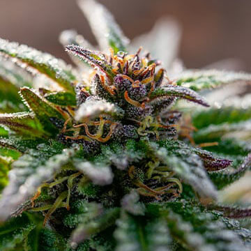 STRNG Seeds – Strawberry Cough Auto