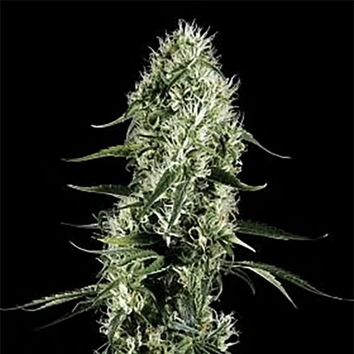 STRNG Seeds – Super Silver Haze