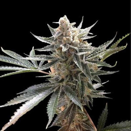 STRNG Seeds – Tangie