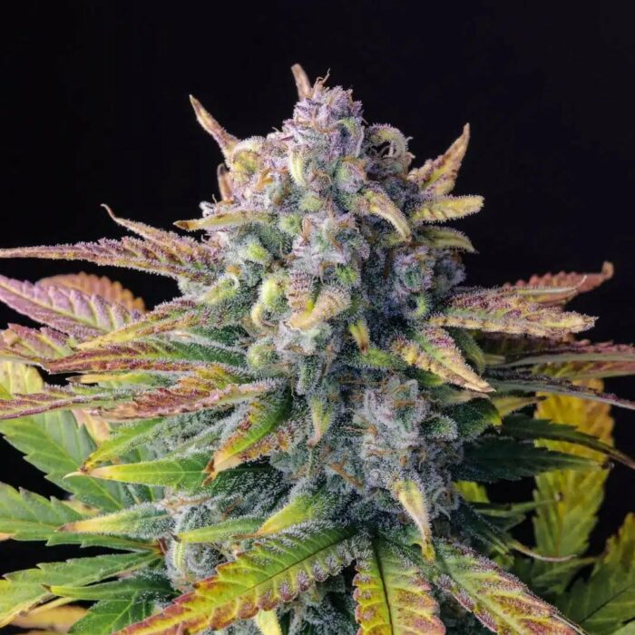 STRNG Seeds – Tropicana Cookies