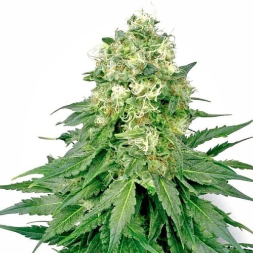 STRNG Seeds – White Rhino