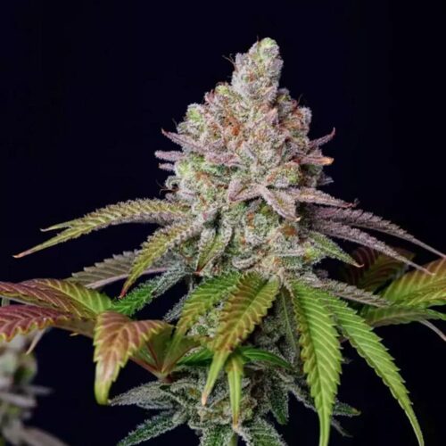 STRNG Seeds – Zkittlez