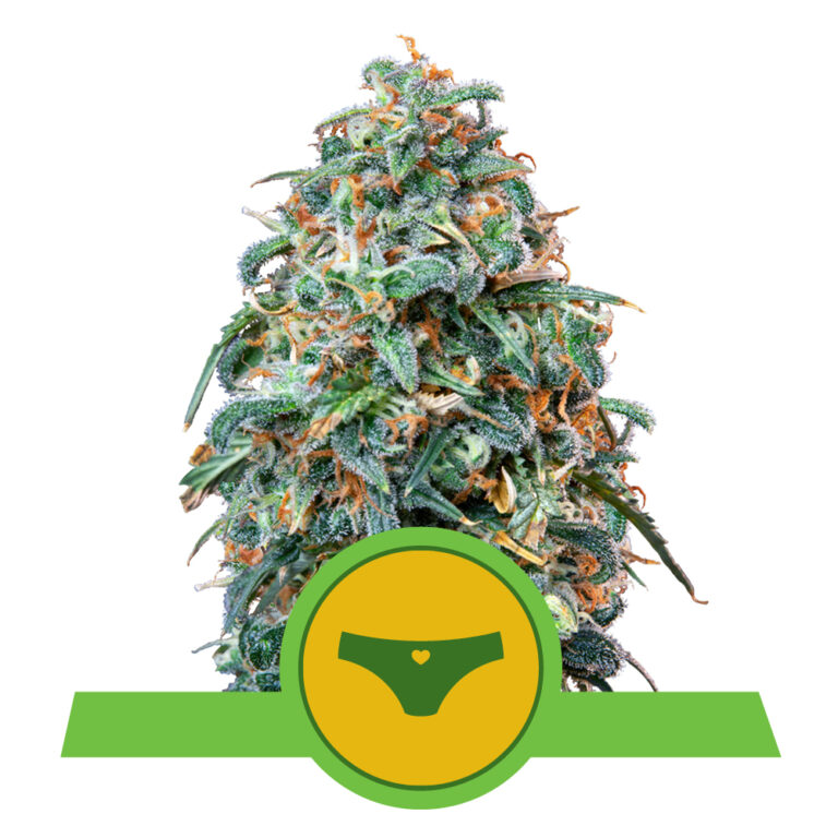 Sherbet Queen Auto Premium Seed Bank Best Feminized Seeds Seed