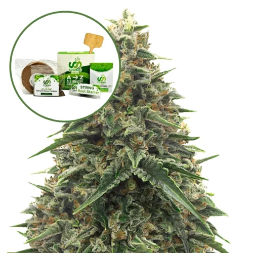 Shiatsu Kush Strain Grow Kit