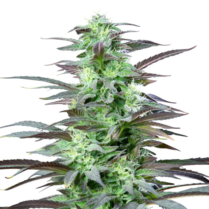 Skunk XL Plant