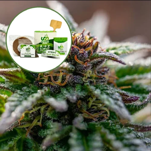 Strawberry Cough Strain Grow Kit