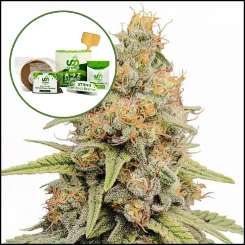 Strawberry Kush Strain Grow Kit