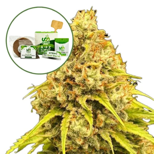 Super Lemon Haze (THCA) Strain Grow Kit