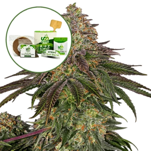 Sweet Kush Strain Grow Kit